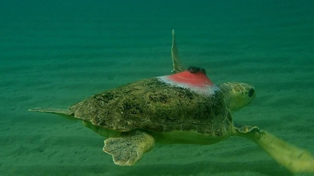 'Güzel İzmir' 4 günde 18 mil yol aldı, ilk durağı Samos oldu