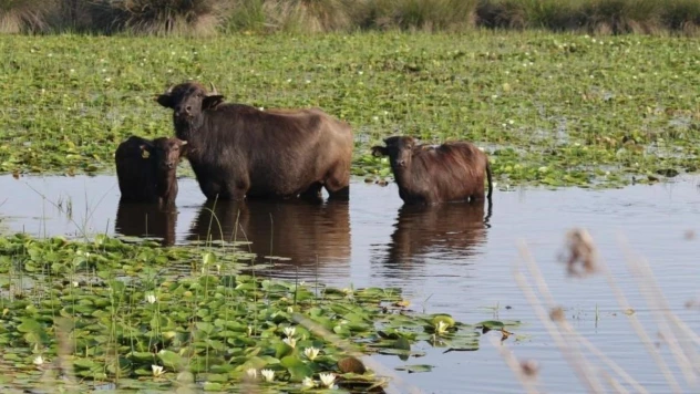 'Halk Elinde Anadolu Mandası Islahı Ülkesel Projesi' ile süt ve manda verimi attı