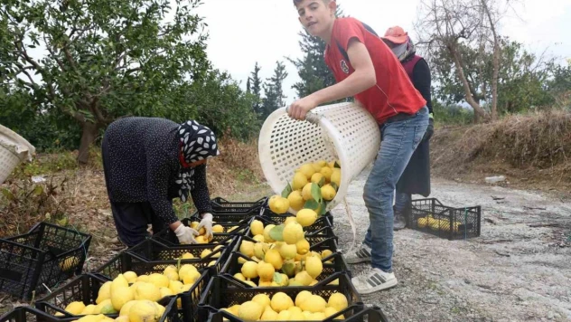 200 bin ton rekolte beklenen limonda çiftçiye önemli destek