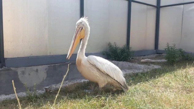 İyileşen pelikan doğaya döndü