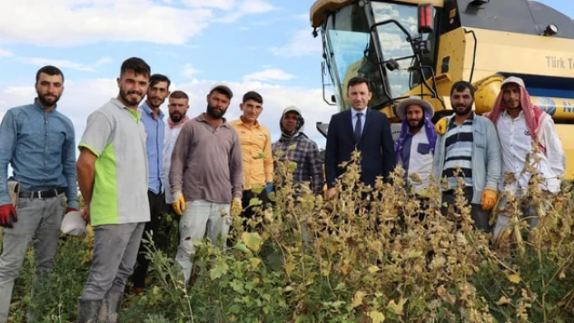 Çayırlı 'da ayçiçeği hasadı başladı