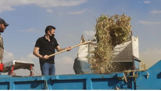 Çayırlı Kaymakamı Ahmet Gülderen fasulye hasadına katıldı