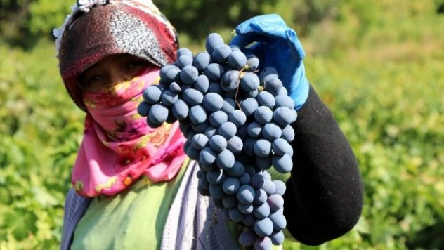 İki asırlık bağlarda üzüm hasadı devam ediyor