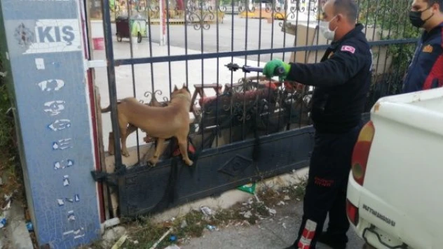 Kafası demir kapıya sıkışan Pitbull cinsi köpeği itfaiye kurtardı