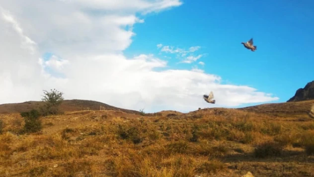 Kınalı keklikler doğaya salındı