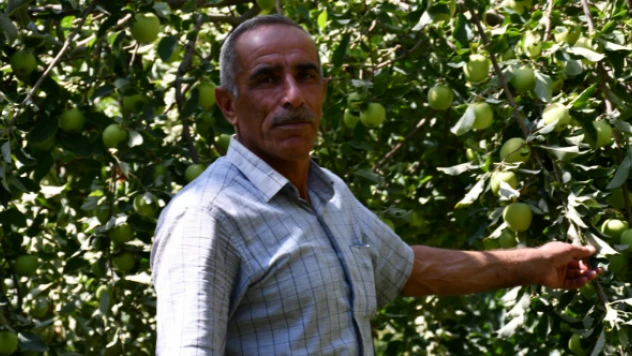 Beytüşşebap'ta meyve bereketi