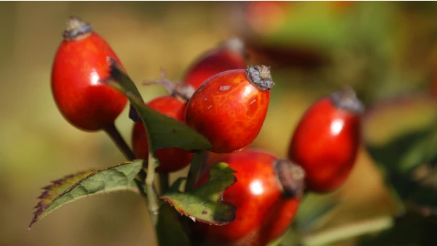 Sarıçam ormanlarına dikilen meyve fidanları yaban hayatı besliyor