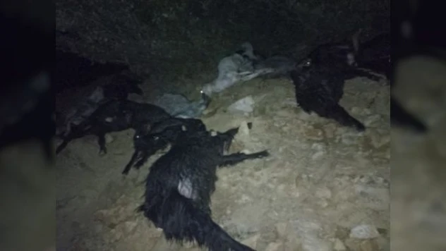 Süt sağım yerine yıldırım düştü