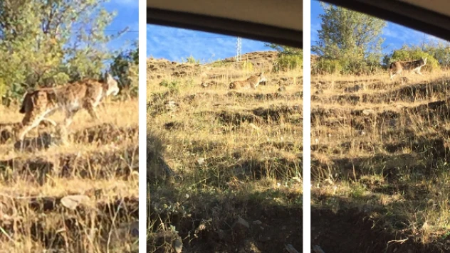 Tunceli kırsalında vaşak görüntülendi