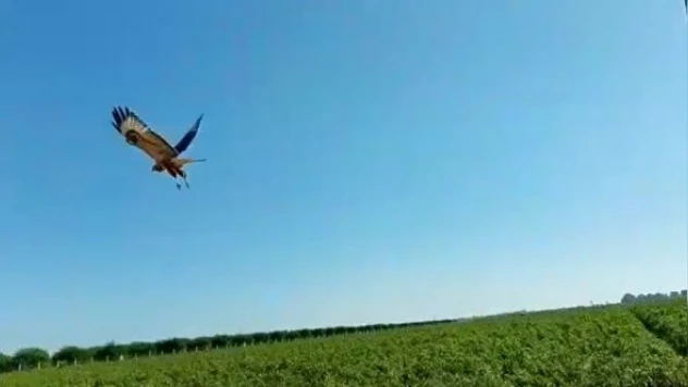 Acı biber yedi, fenalaştı