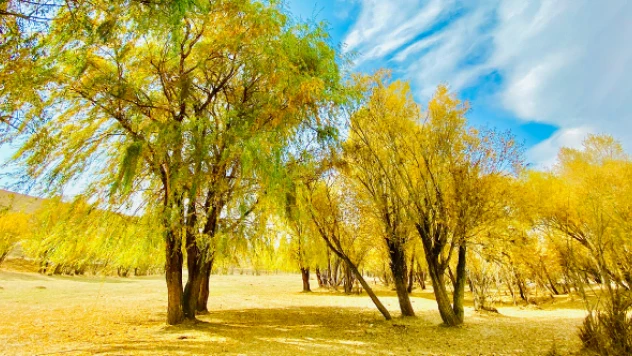 Ağrı'nın sonbahar sarısı büyülüyor