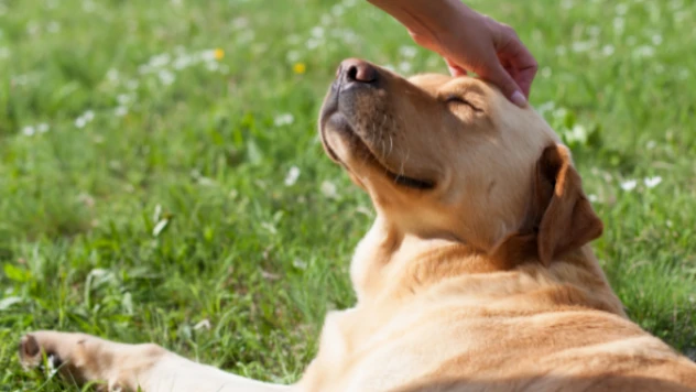 Boruya sıkışan köpeği itfaiye kurtardı