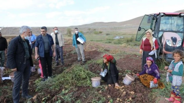 Çayırlı'da ayçiçeği, patates ve mısır hasadı sürüyor