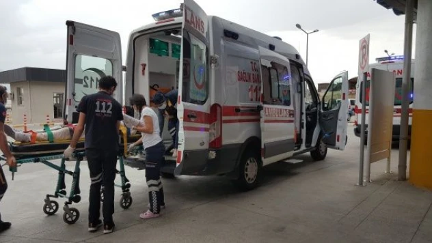 Ceviz hasadıyla birlikte ağaçtan düşme vakaları arttı!