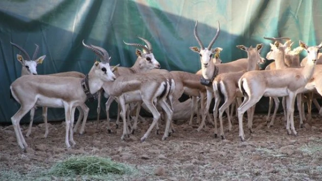 Cudi Dağı'na 40 ceylan bırakıldı