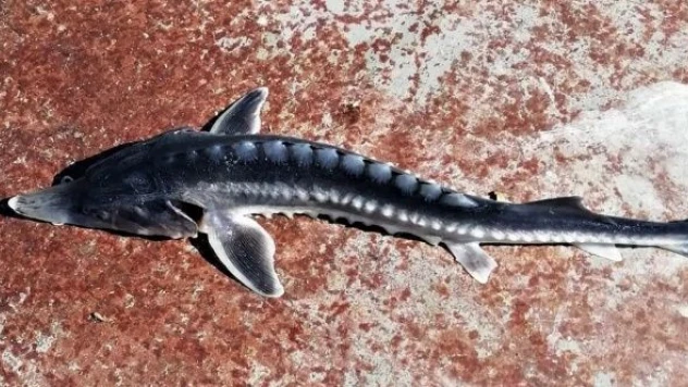 Keban Baraj Gölü'nden çıkan balık şaşkınlığa neden oldu