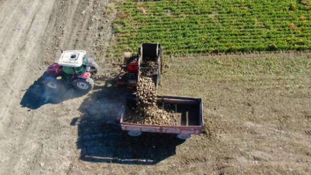 Kurak barajda pancar yetiştirdiler