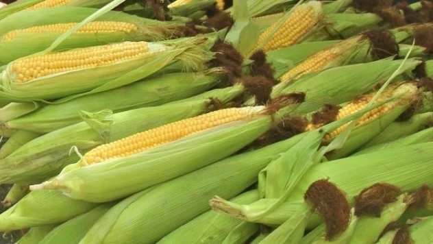 Süt mısır tezgâhlardaki yerini aldı