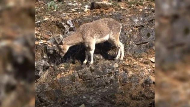Tunceli'de yaban keçileri görüntülendi