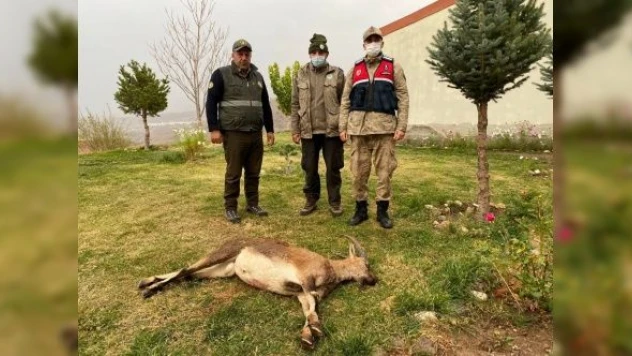 Yaban keçisi avlayan 2 kaçak avcı yakalandı