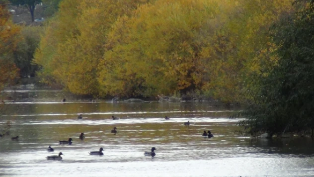 Yeşilbaş ördekler Kars Çayı'nı mesken tuttu