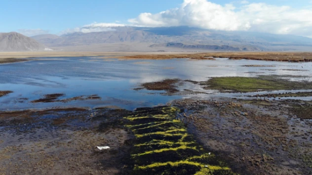 Kuraklık Doğubayazıt sazlıklarını da vurdu