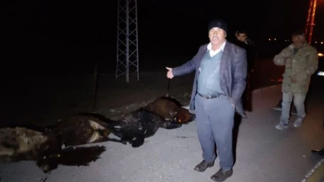 Kars'ta otomobilin çarptığı 13 koyun telef oldu