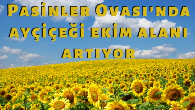 Pasinler Ovası'nda ayçiçeği ekim alanı artıyor