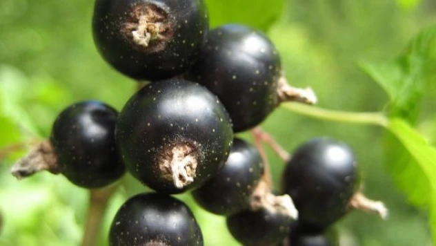 Siyah kuşburnu göğüs kanserini yok ediyor