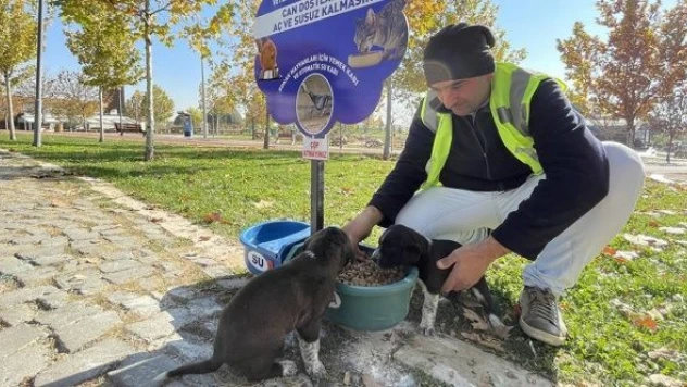 Sokaklarda mama ve su eksik edilmiyor