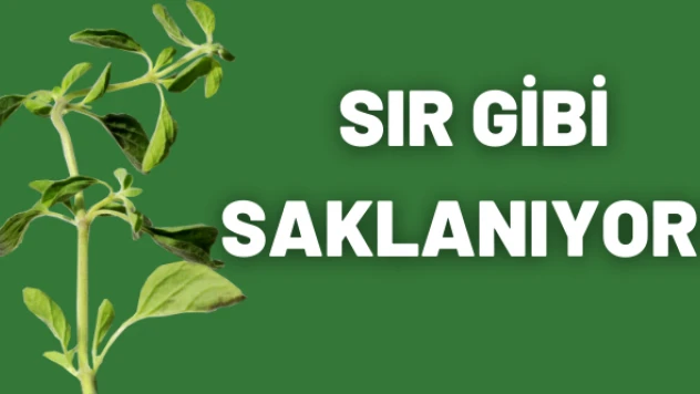 Tüm dünya bu bitkiyi  neden gizliyor?