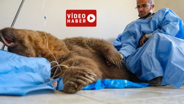 Van'da aracın çarptığı ayı tedaviye alındı