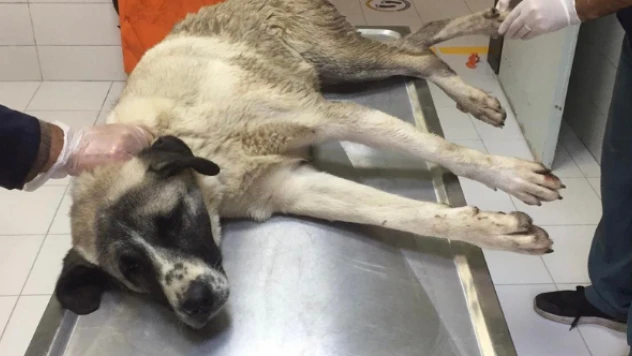 Yaralı köpeğe Fırat Üniversitesi sahip çıktı