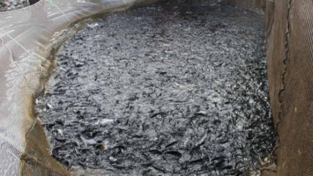 Bingöl'de 325 ton alabalık hasadı yapıldı