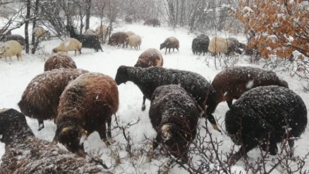 Çoban söyledi, koyunlar dinledi