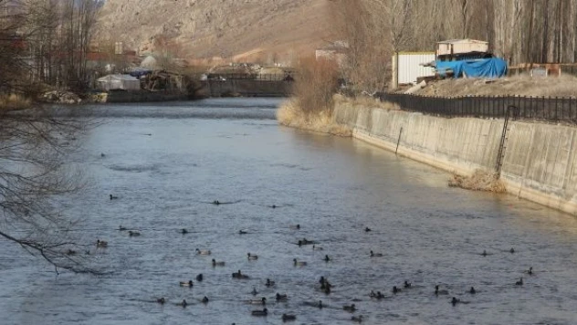 Çoruh Nehri, Yeşilbaşlı Gövel Ördeklerle renkleniyor