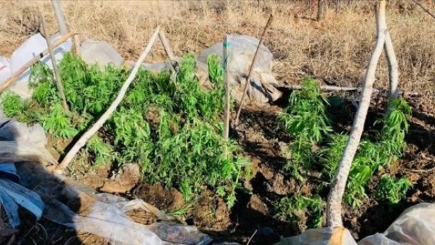 Serada yetiştirdi, ticaretini yapamadan yakalandı