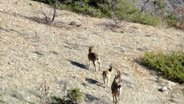 Elazığ'da yaban keçileri artıyor!
