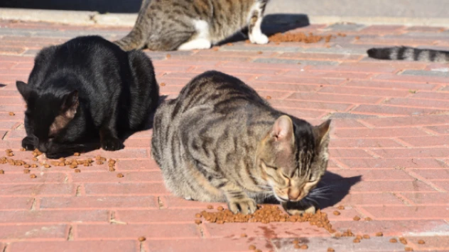 Erzurum'da sahipsiz hayvanlara 'sıcak yuva' imkanı sağlanıyor