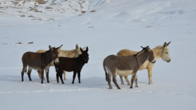 Göçerlerin soğuğa terk ettiği hayvanlara bakın ne oldu!
