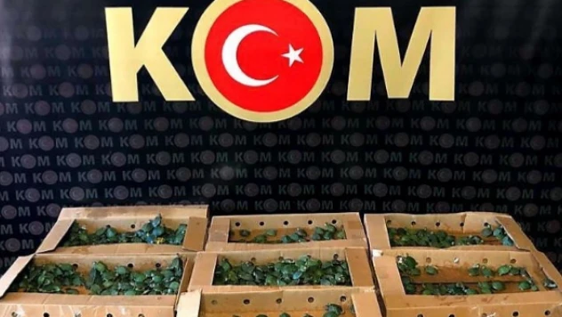 Habur Sınır Kapısı'nda bin kaçak su kaplumbağası ele geçirildi
