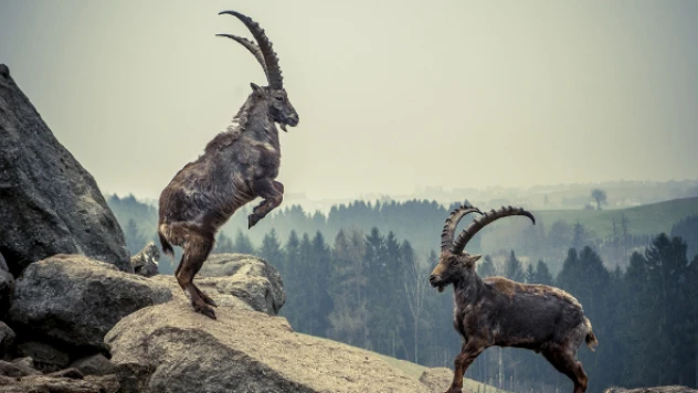 İşte Elazığ'ın fotokapana takılan 11 aylık yaban hayatı