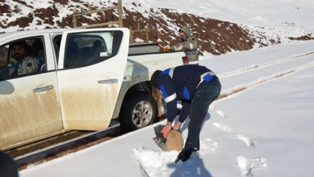 Karla kaplı yaylada ölmek üzere olan köpeği kurtardılar