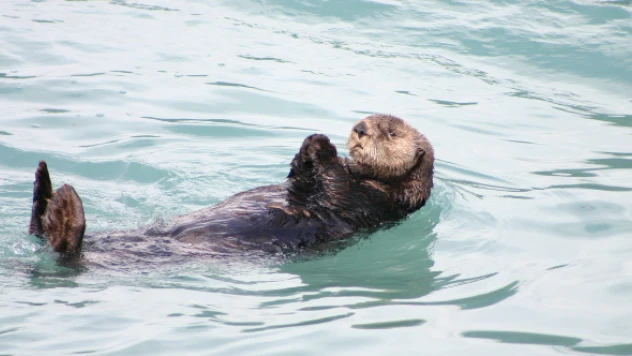 Kars Çayı'nda yiyecek arayan su samurları kameralara takıldı
