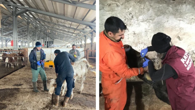 Kars'ta hayvanlara mikroçip takılacak