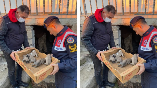 Köpek yavrularının imdadına jandarma yetişti