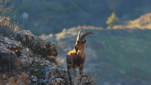 Koruma altındaki yaban keçisi ölü bulundu