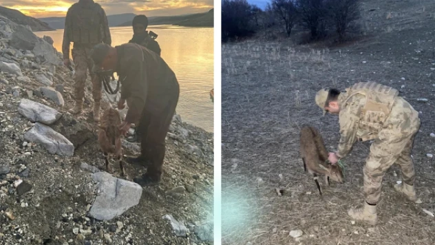 Mehmetçik yaban hayvanlarına kucak açtı