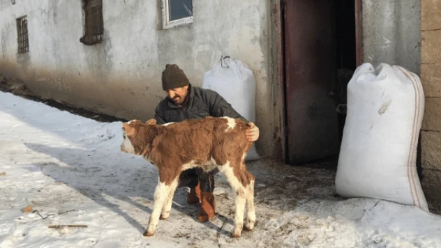 O, süt ırkına ait ilk buzağı!