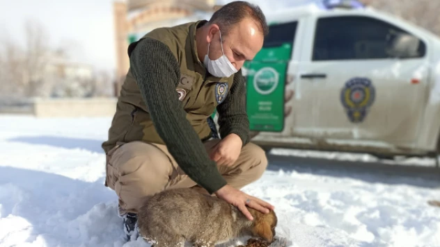 Polis sokak hayvanları için seferber oldu
